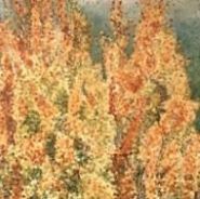 Laurel Del Fall Poplars Corrine Haverinen